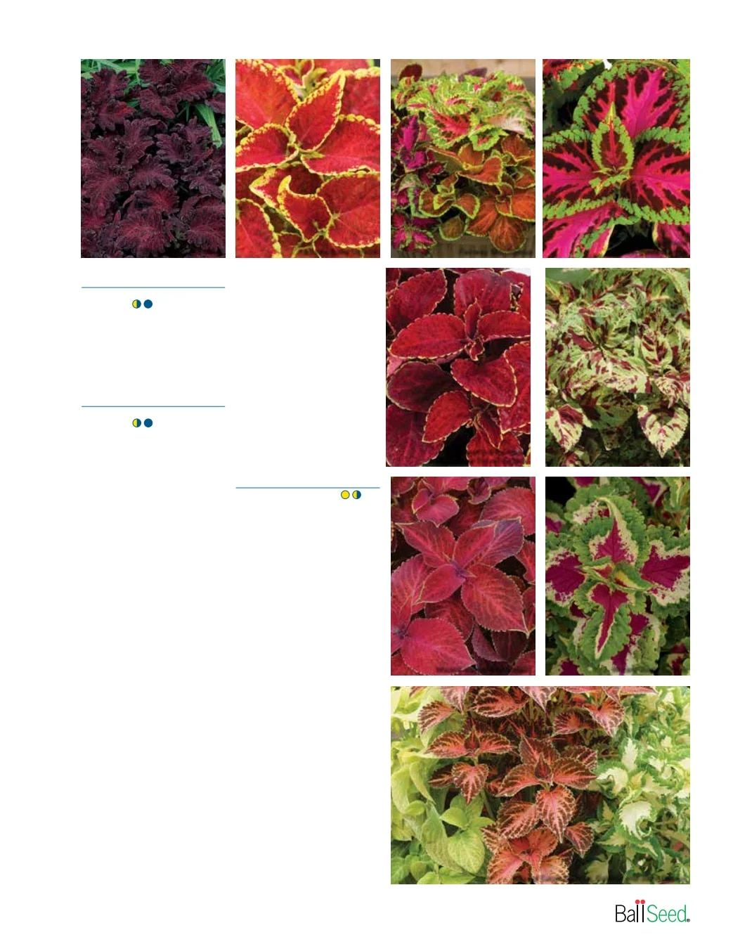 Ball Seed Seed and Plugs Catalog Weekly Ad August 31, 2026 - December 31, 2028