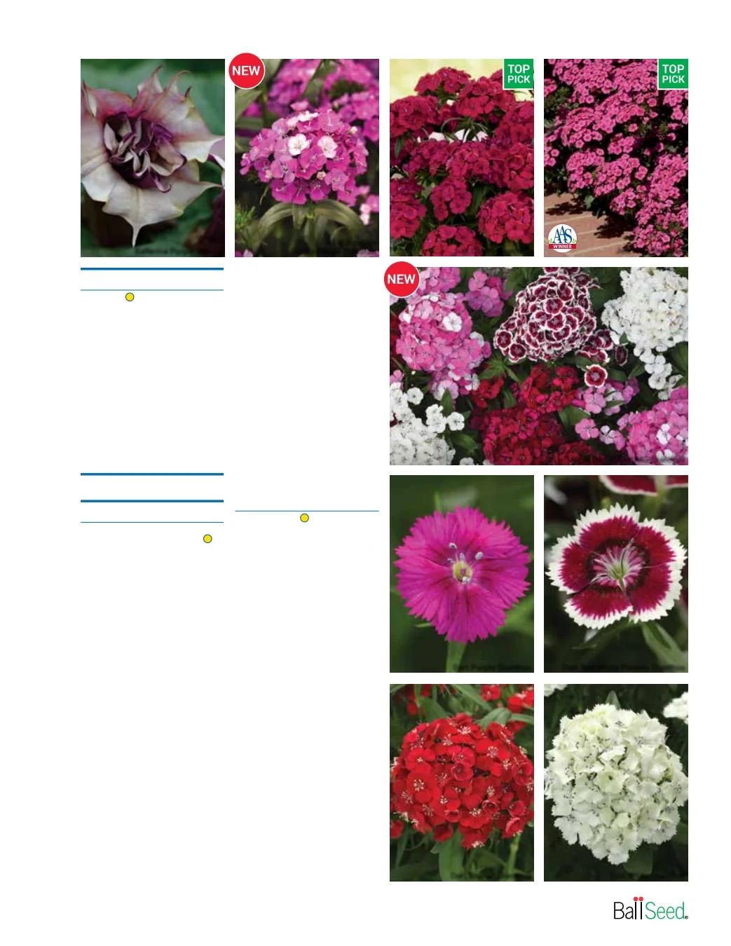 Ball Seed Seed and Plugs Catalog Weekly Ad August 31, 2026 - December 31, 2028