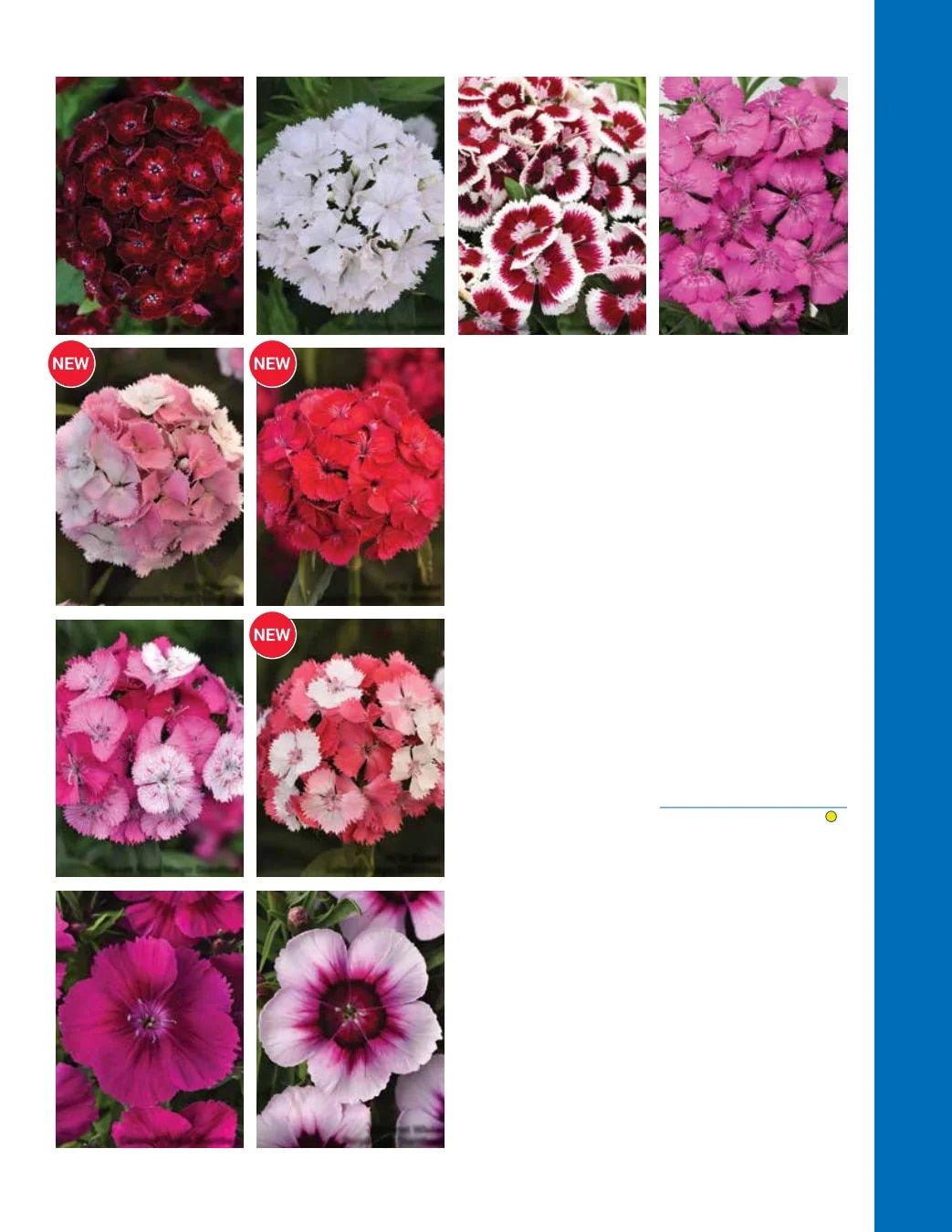 Ball Seed Seed and Plugs Catalog Weekly Ad August 31, 2026 - December 31, 2028