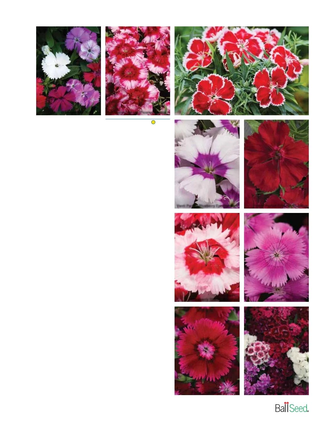 Ball Seed Seed and Plugs Catalog Weekly Ad August 31, 2026 - December 31, 2028