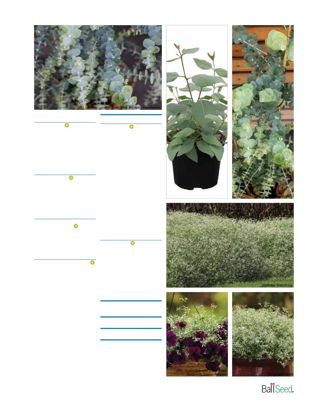 Ball Seed Seed and Plugs Catalog Weekly Ad August 31, 2026 - December 31, 2028
