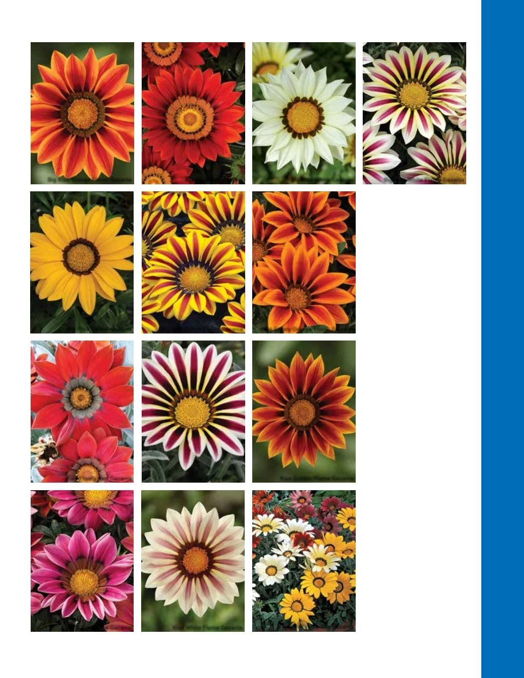 Ball Seed Seed and Plugs Catalog Weekly Ad August 31, 2026 - December 31, 2028