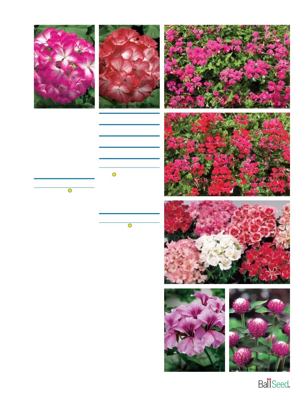 Ball Seed Seed and Plugs Catalog Weekly Ad August 31, 2026 - December 31, 2028