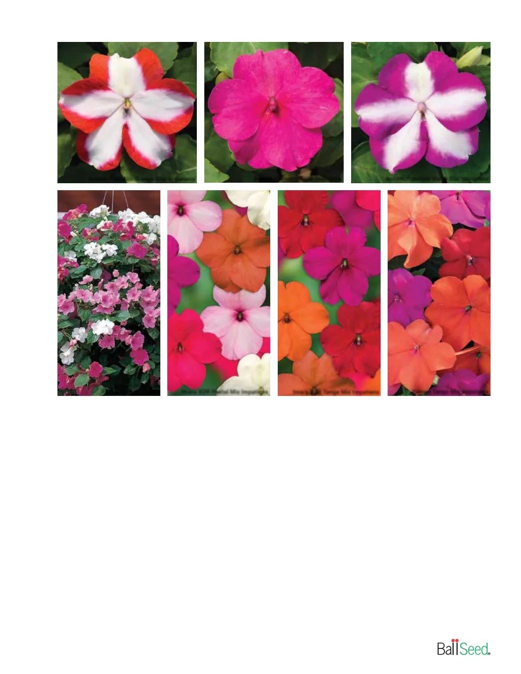 Ball Seed Seed and Plugs Catalog Weekly Ad August 31, 2026 - December 31, 2028