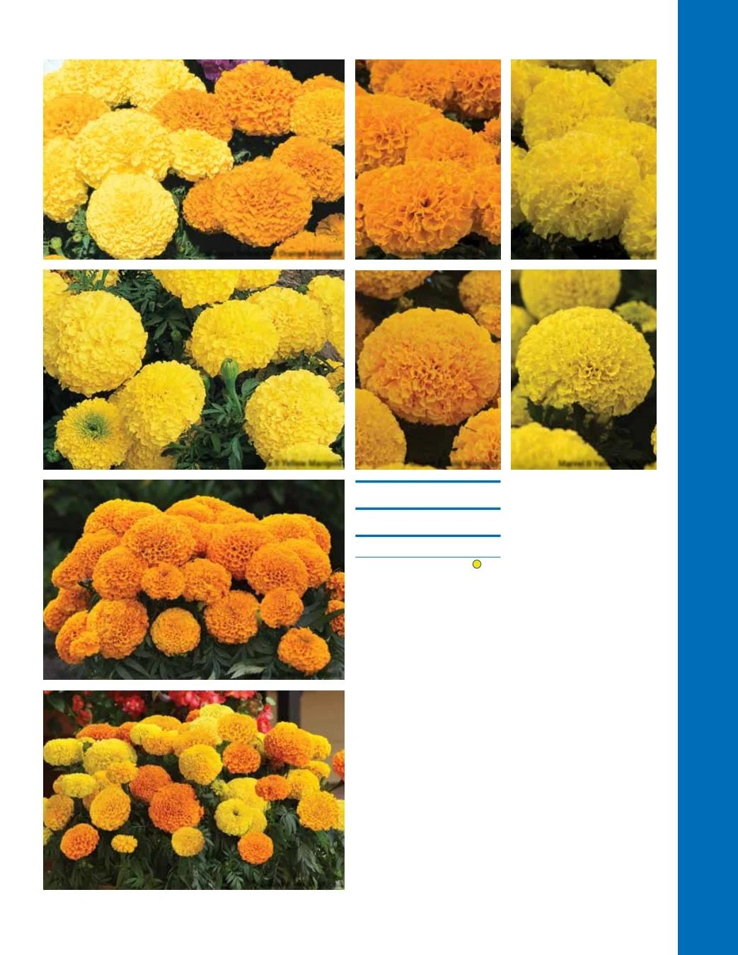 Ball Seed Seed and Plugs Catalog Weekly Ad August 31, 2026 - December 31, 2028