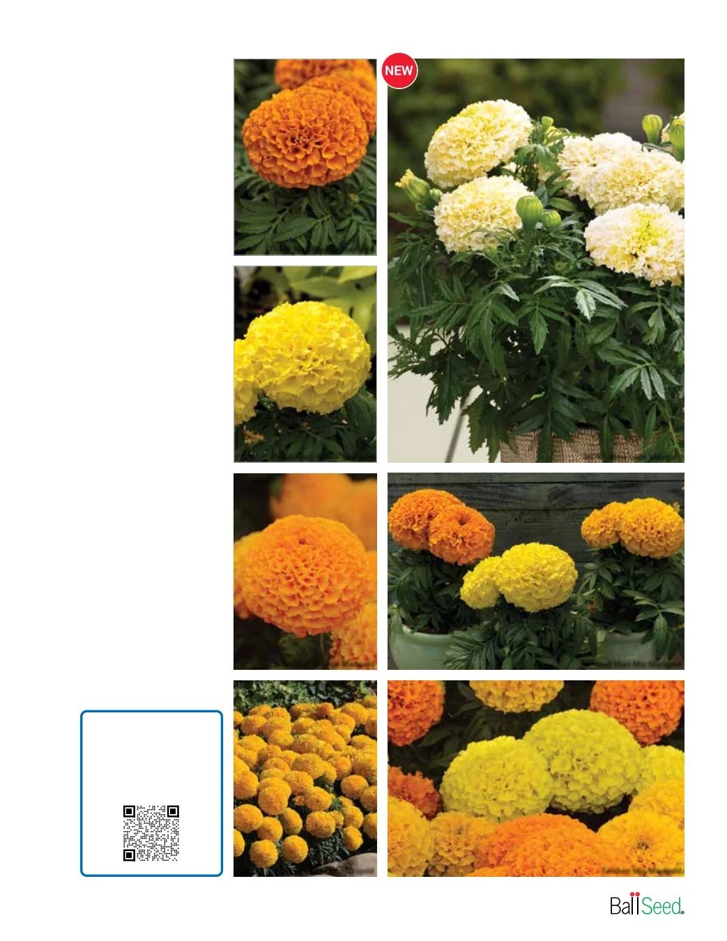 Ball Seed Seed and Plugs Catalog Weekly Ad August 31, 2026 - December 31, 2028