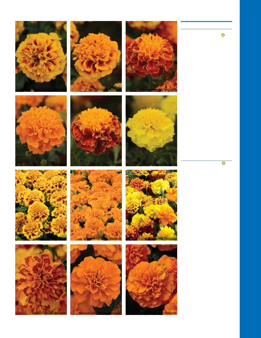 Ball Seed Seed and Plugs Catalog Weekly Ad August 31, 2026 - December 31, 2028
