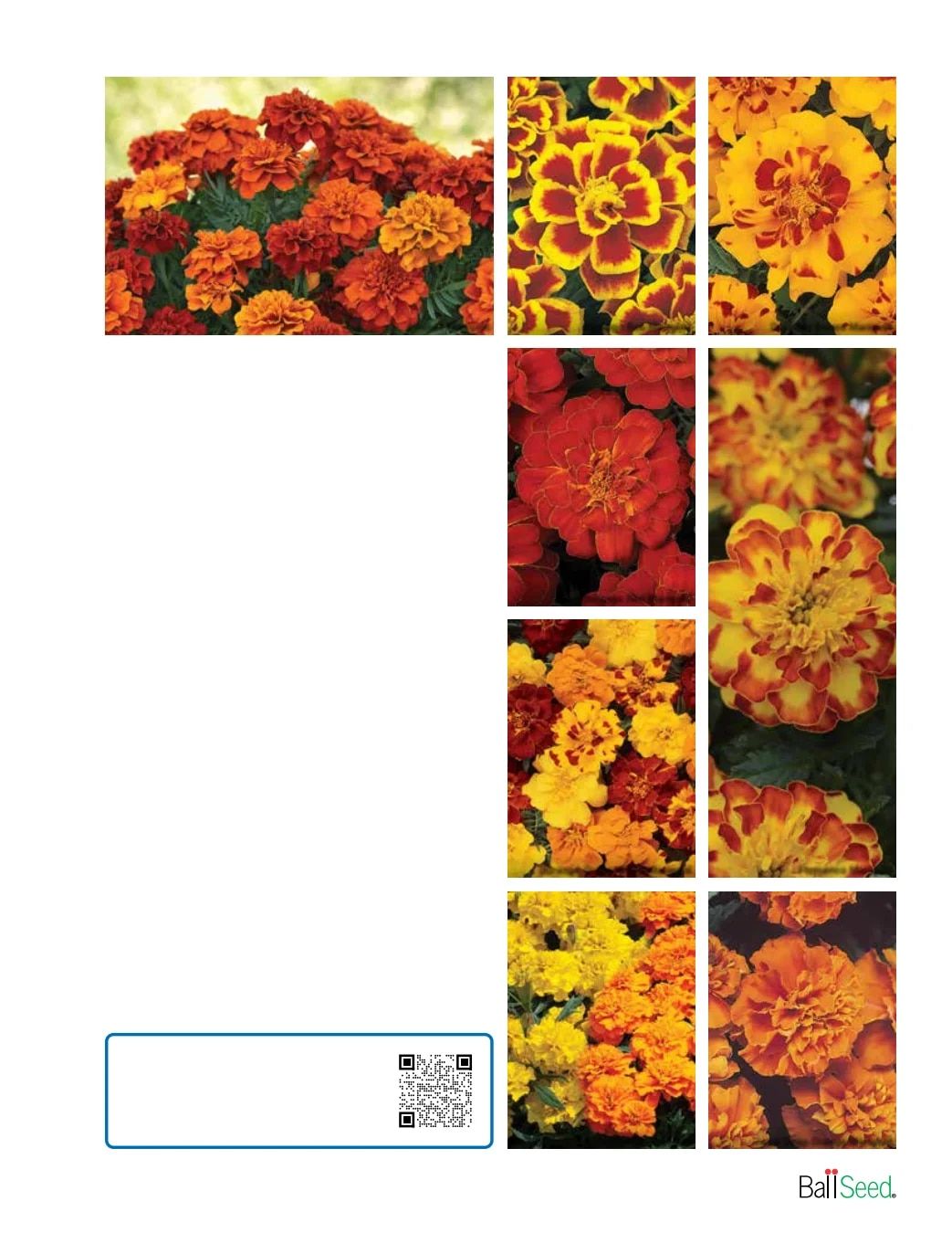 Ball Seed Seed and Plugs Catalog Weekly Ad August 31, 2026 - December 31, 2028