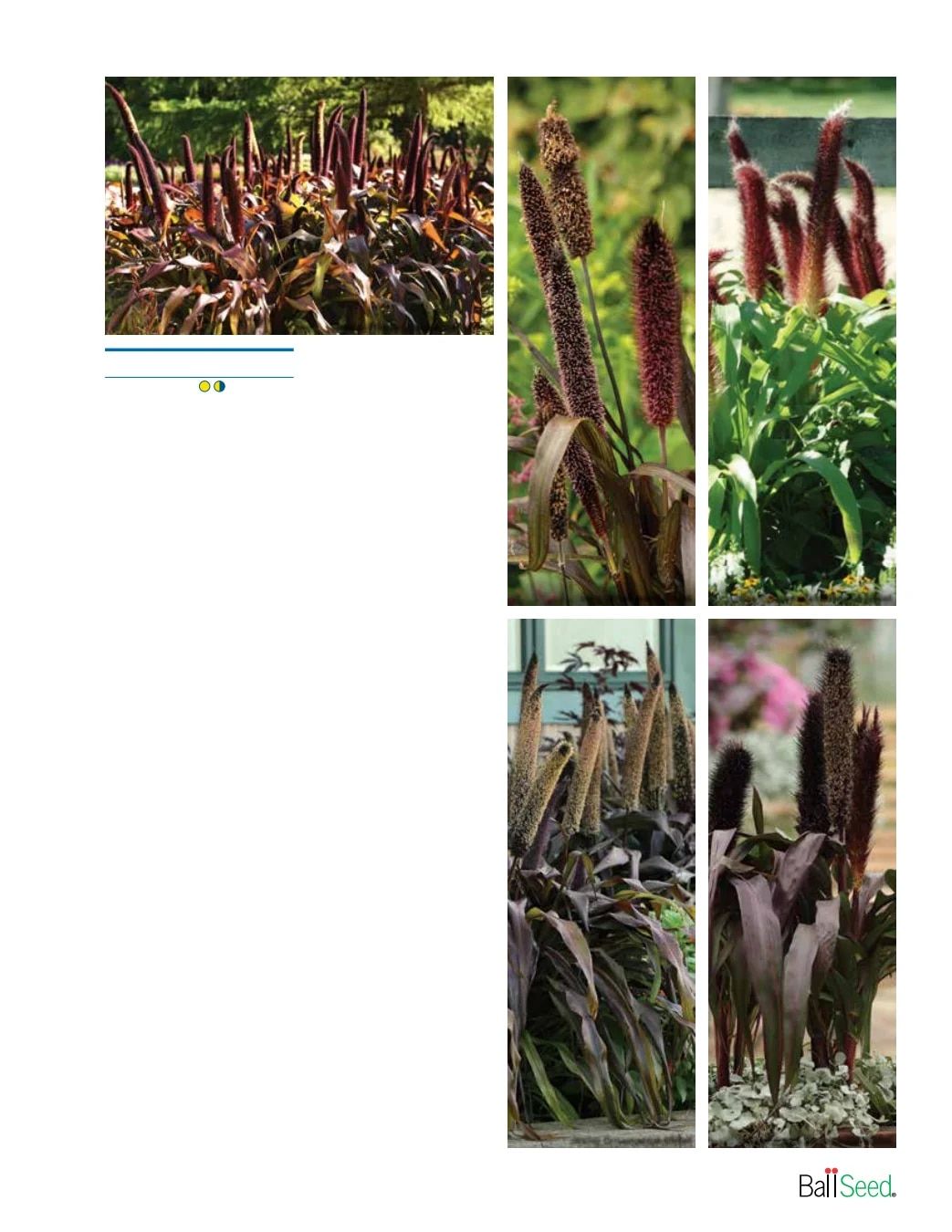 Ball Seed Seed and Plugs Catalog Weekly Ad August 31, 2026 - December 31, 2028