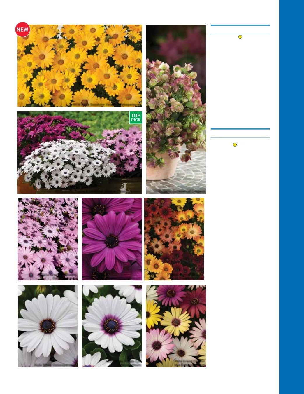 Ball Seed Seed and Plugs Catalog Weekly Ad August 31, 2026 - December 31, 2028