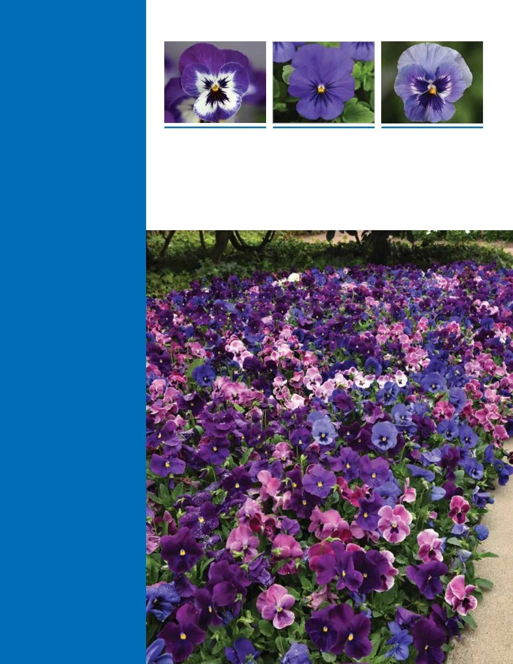 Ball Seed Seed and Plugs Catalog Weekly Ad August 31, 2026 - December 31, 2028