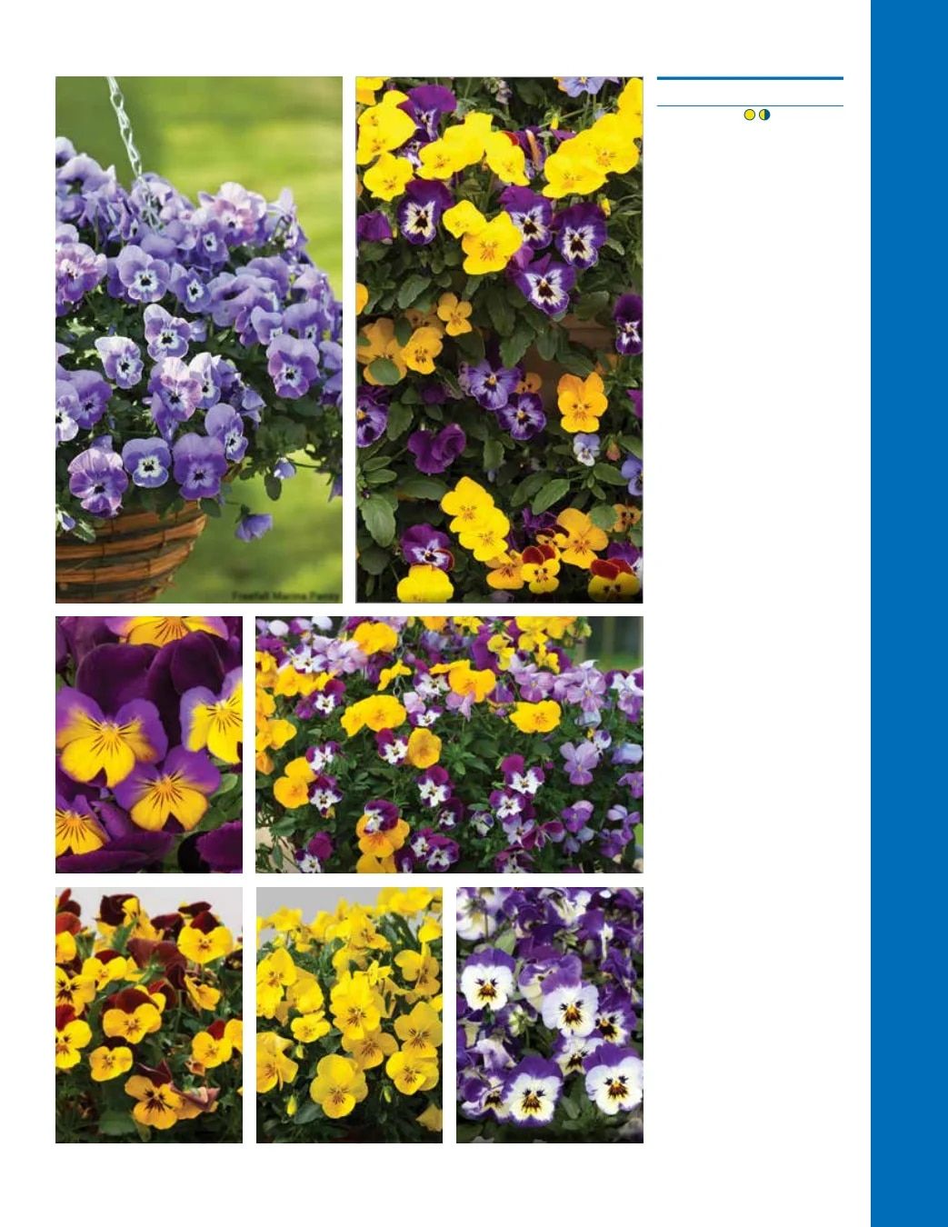 Ball Seed Seed and Plugs Catalog Weekly Ad August 31, 2026 - December 31, 2028