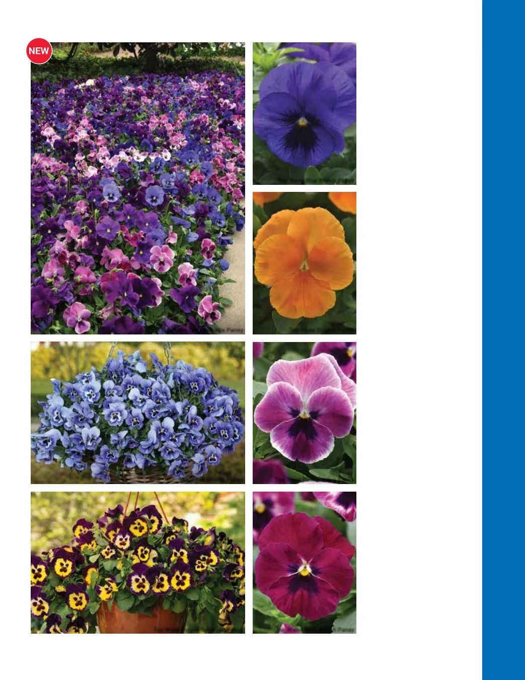 Ball Seed Seed and Plugs Catalog Weekly Ad August 31, 2026 - December 31, 2028