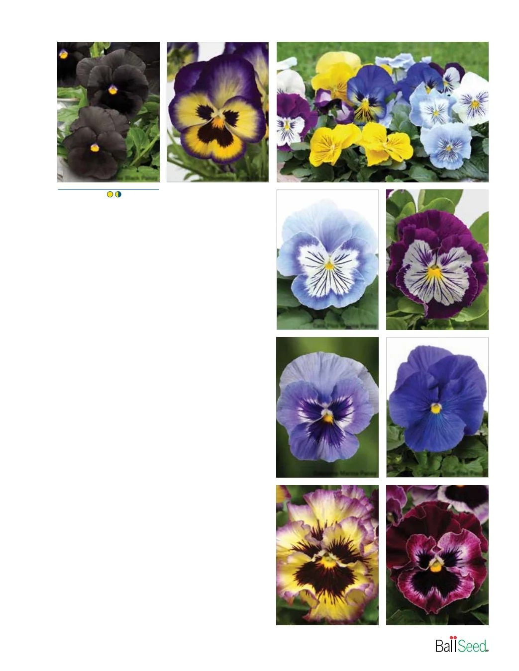 Ball Seed Seed and Plugs Catalog Weekly Ad August 31, 2026 - December 31, 2028