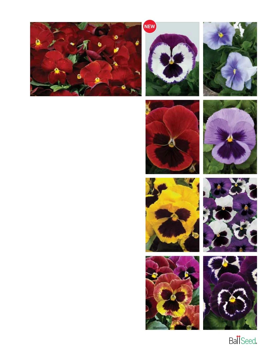 Ball Seed Seed and Plugs Catalog Weekly Ad August 31, 2026 - December 31, 2028
