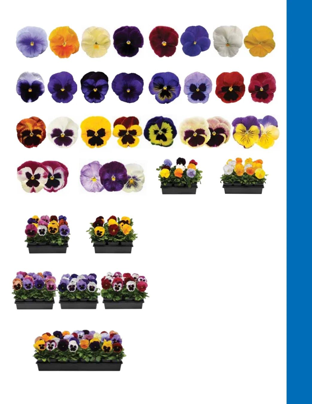 Ball Seed Seed and Plugs Catalog Weekly Ad August 31, 2026 - December 31, 2028