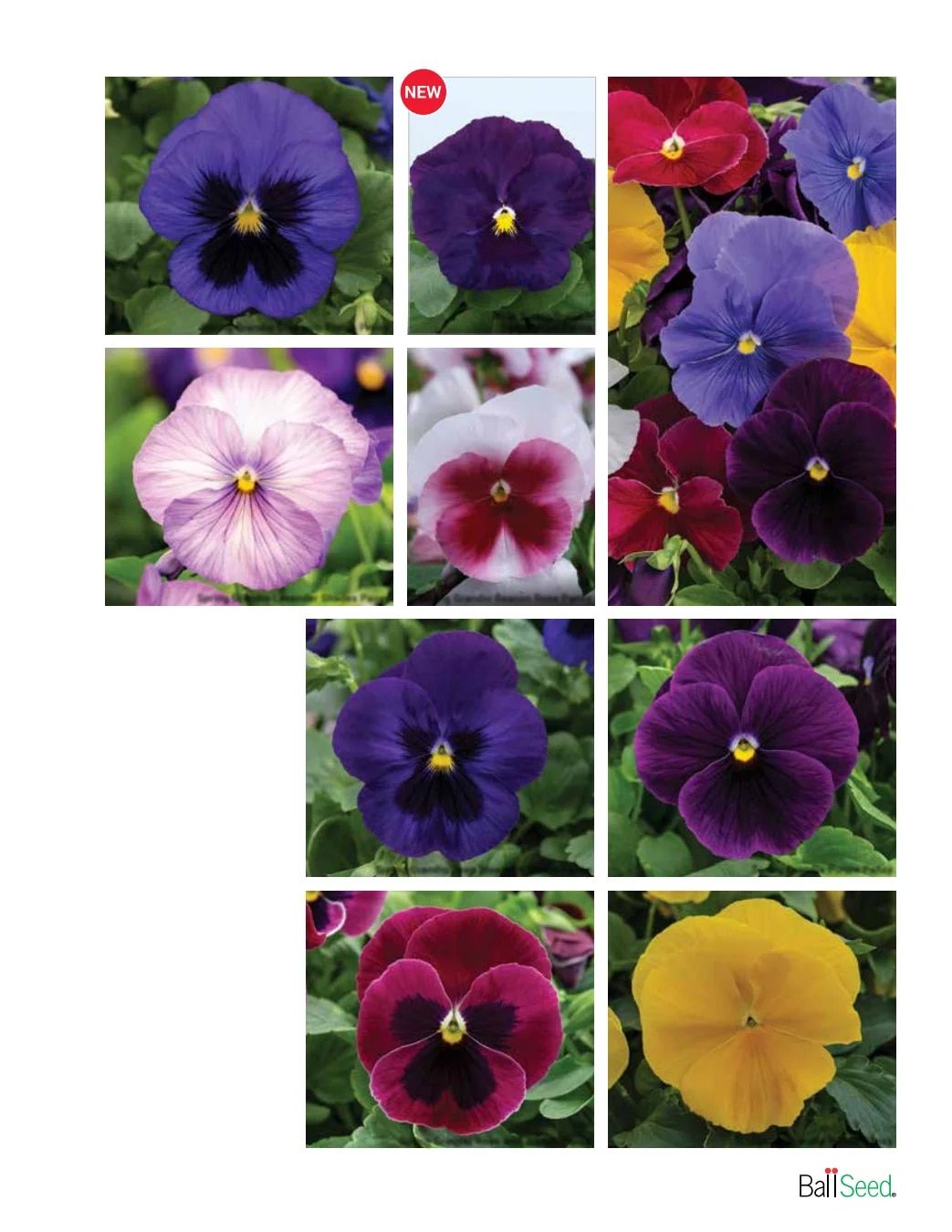 Ball Seed Seed and Plugs Catalog Weekly Ad August 31, 2026 - December 31, 2028
