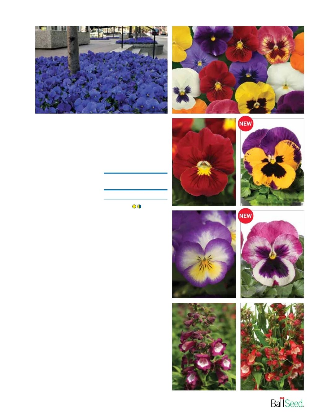 Ball Seed Seed and Plugs Catalog Weekly Ad August 31, 2026 - December 31, 2028