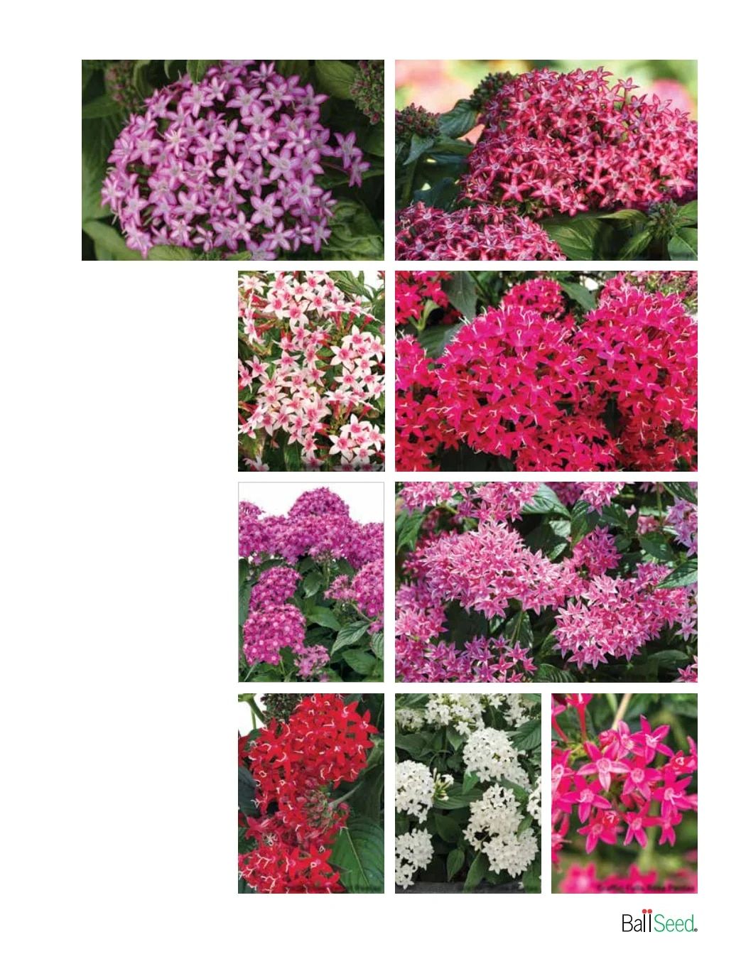 Ball Seed Seed and Plugs Catalog Weekly Ad August 31, 2026 - December 31, 2028