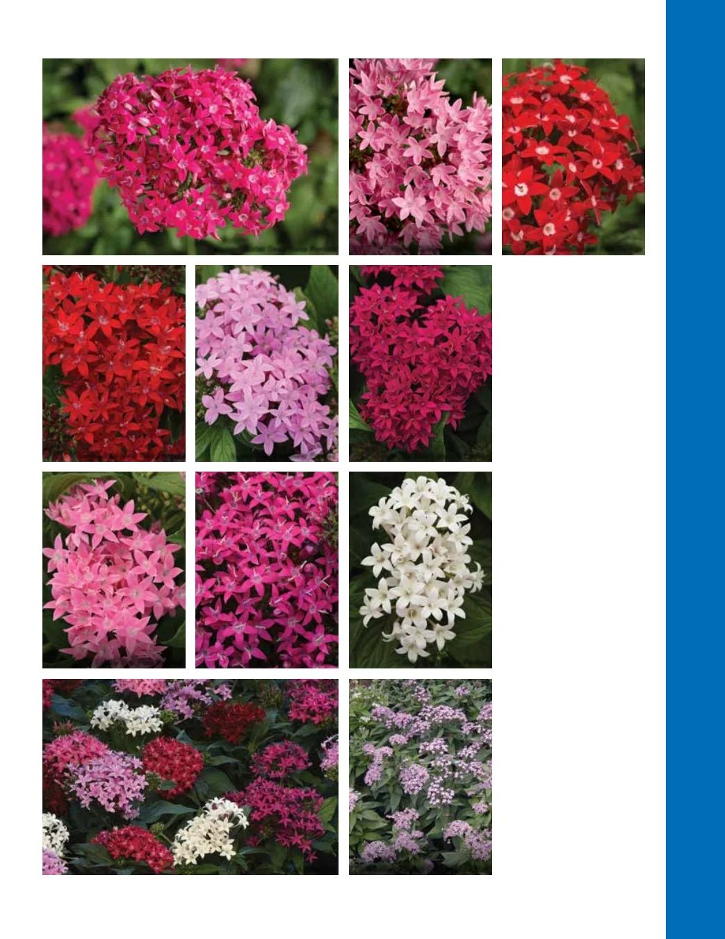 Ball Seed Seed and Plugs Catalog Weekly Ad August 31, 2026 - December 31, 2028