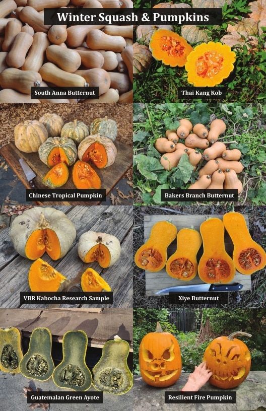 Common Wealth Seed Growers Seed Catalog Weekly Ad January 1 - December 31, 2026