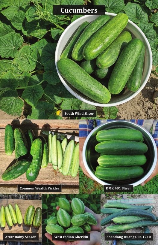 Common Wealth Seed Growers Seed Catalog Weekly Ad January 1 - December 31, 2026