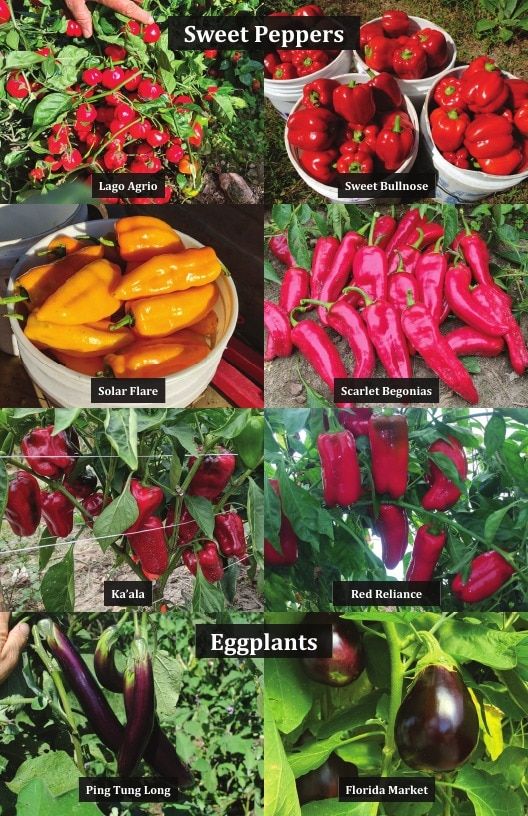 Common Wealth Seed Growers Seed Catalog Weekly Ad January 1 - December 31, 2026
