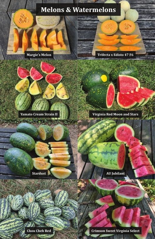 Common Wealth Seed Growers Seed Catalog Weekly Ad January 1 - December 31, 2026