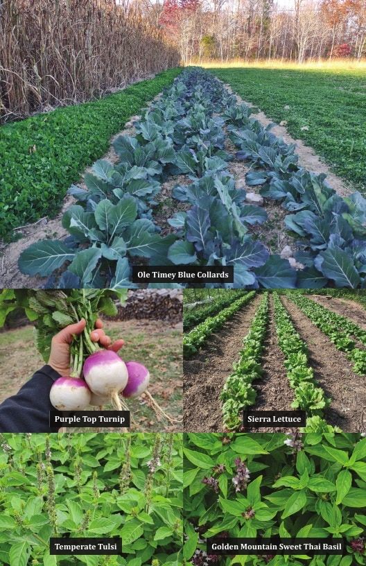 Common Wealth Seed Growers Seed Catalog Weekly Ad January 1 - December 31, 2026
