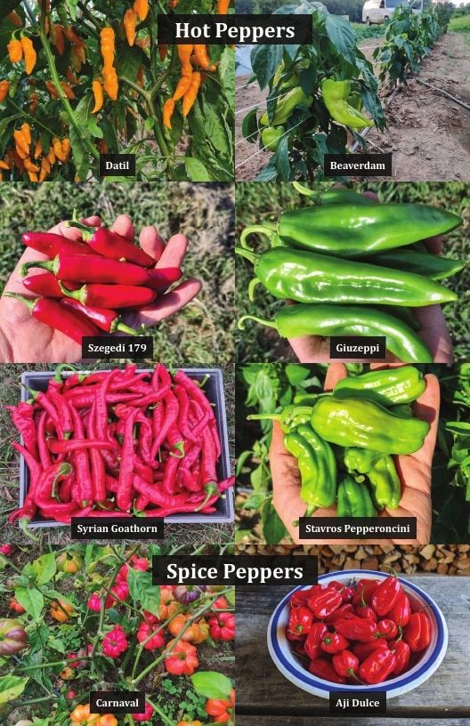 Common Wealth Seed Growers Seed Catalog Weekly Ad January 1 - December 31, 2026