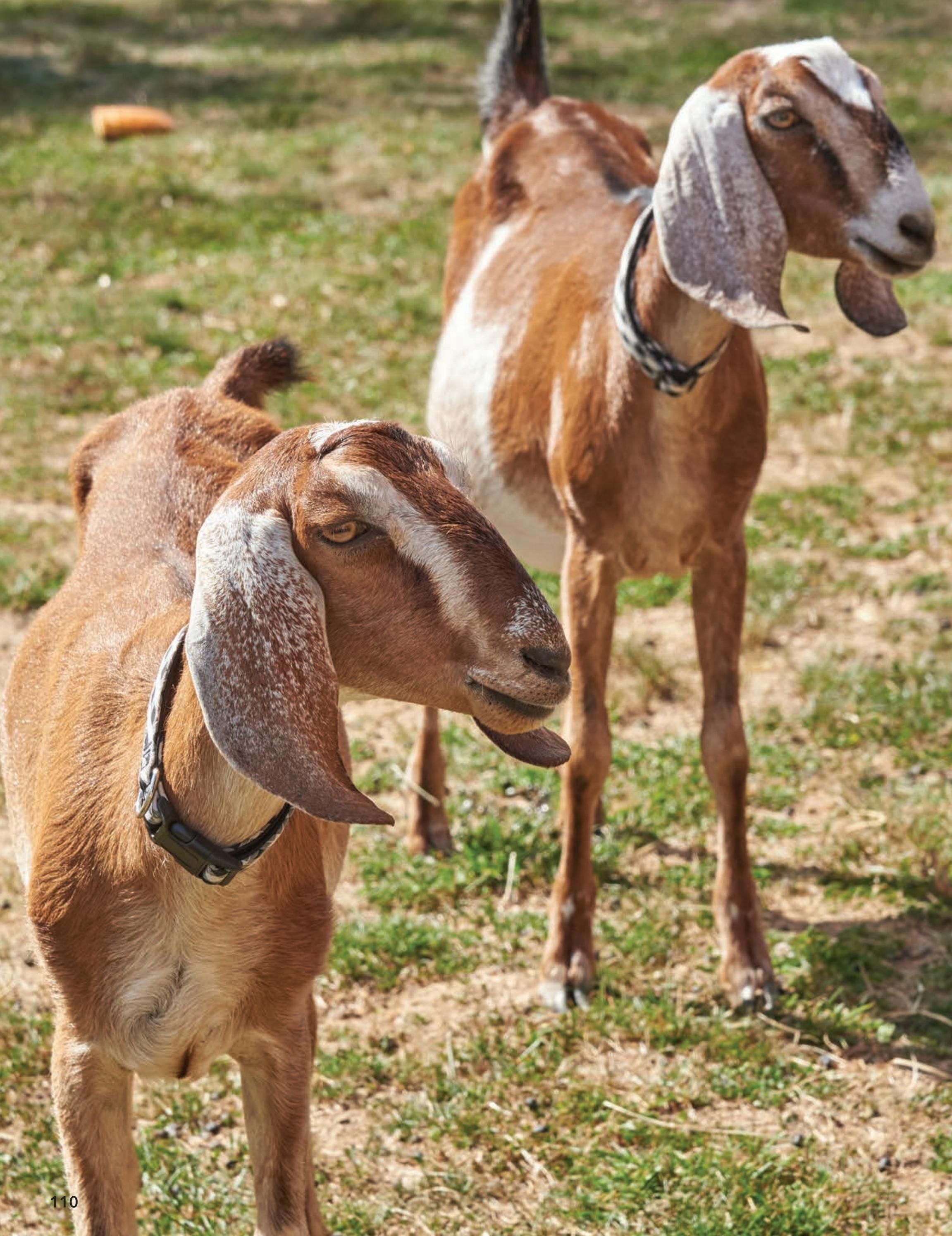 Dionis Goat Milk Skin Care Catalog Weekly Ad January 1 - December 31, 2026