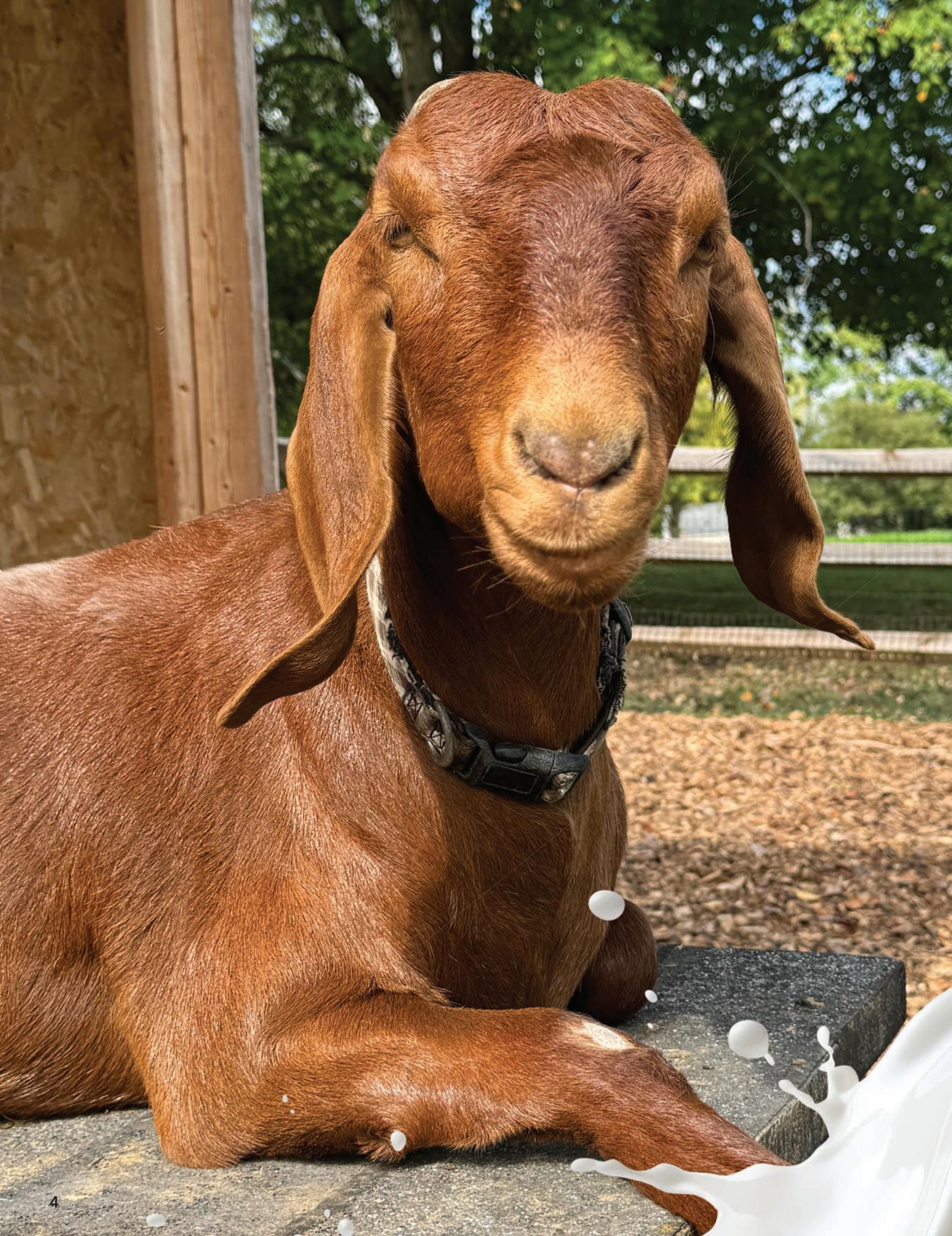 Dionis Goat Milk Skin Care Catalog Weekly Ad January 1 - December 31, 2026