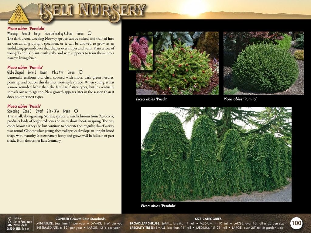 Iseli Nursery Wholesale Nursery Catalog Weekly Ad January 1, 2026 - December 31, 2027