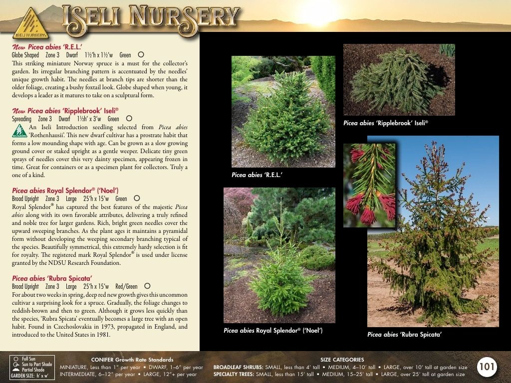 Iseli Nursery Wholesale Nursery Catalog Weekly Ad January 1, 2026 - December 31, 2027
