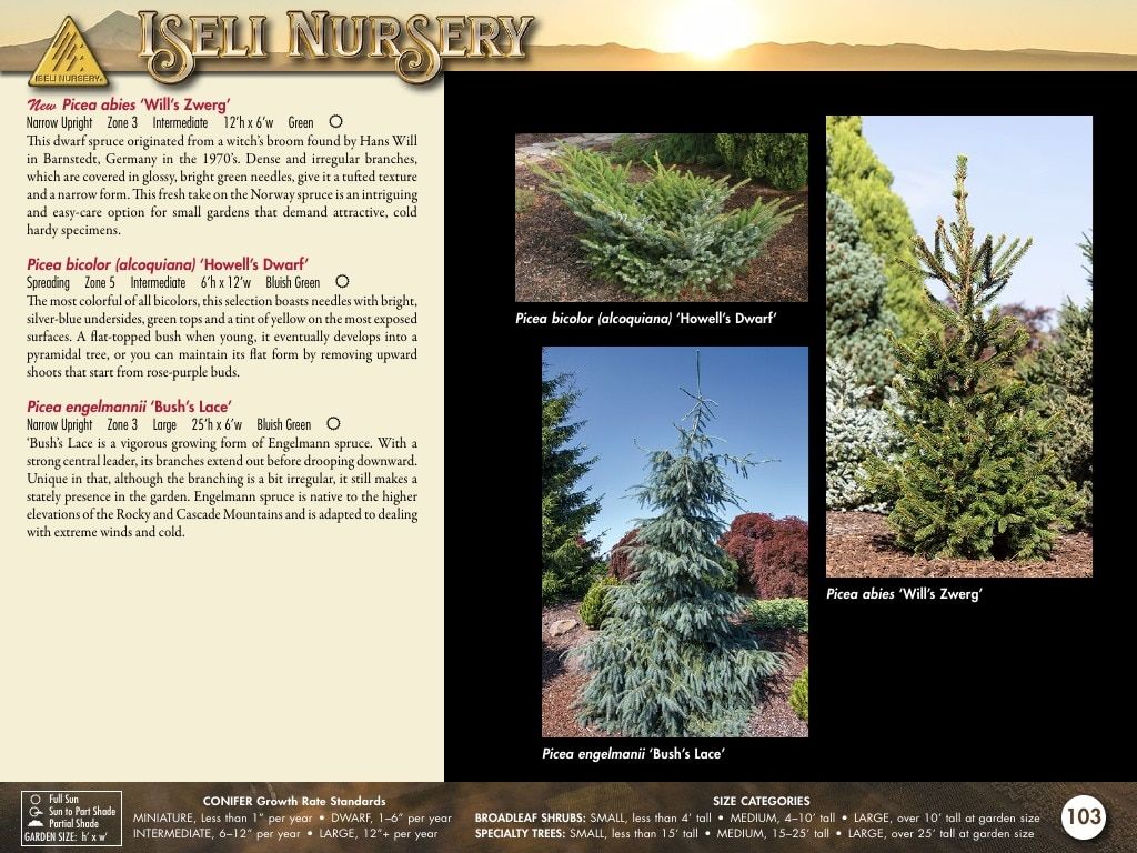 Iseli Nursery Wholesale Nursery Catalog Weekly Ad January 1, 2026 - December 31, 2027