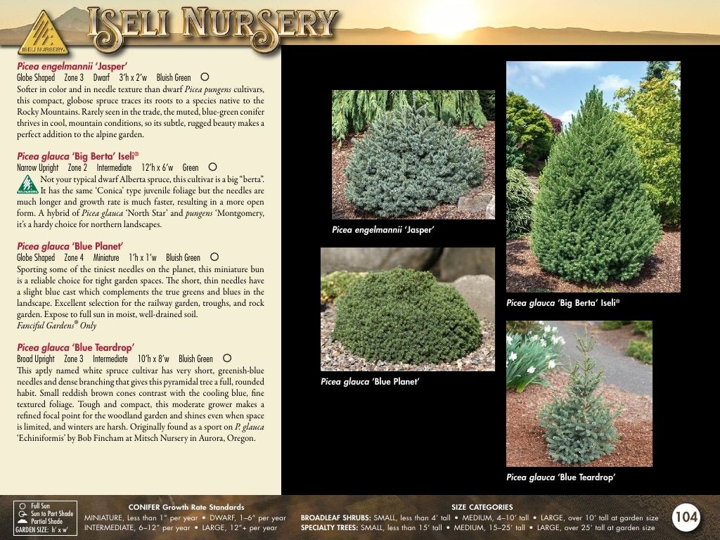 Iseli Nursery Wholesale Nursery Catalog Weekly Ad January 1, 2026 - December 31, 2027