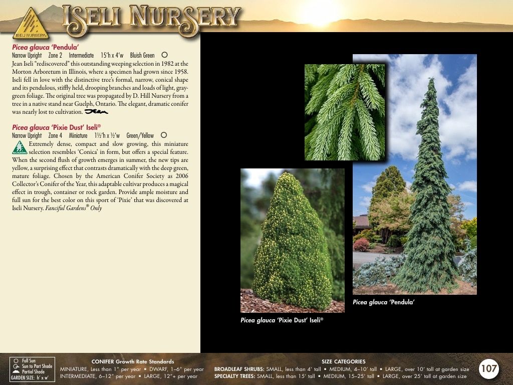 Iseli Nursery Wholesale Nursery Catalog Weekly Ad January 1, 2026 - December 31, 2027