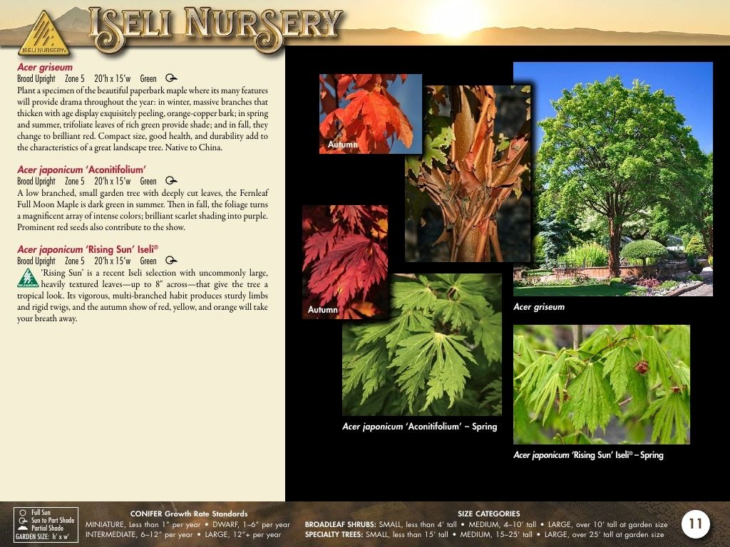 Iseli Nursery Wholesale Nursery Catalog Weekly Ad January 1, 2026 - December 31, 2027