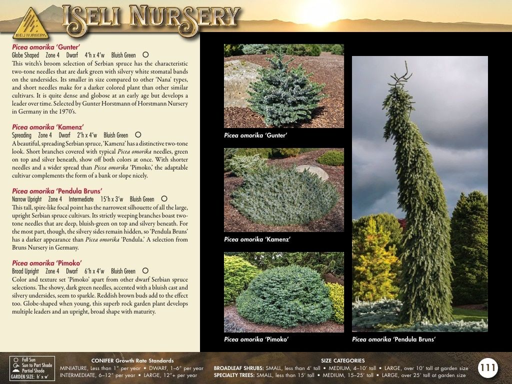 Iseli Nursery Wholesale Nursery Catalog Weekly Ad January 1, 2026 - December 31, 2027