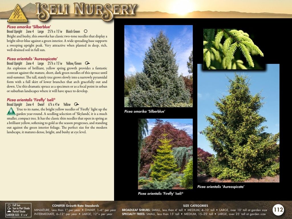 Iseli Nursery Wholesale Nursery Catalog Weekly Ad January 1, 2026 - December 31, 2027