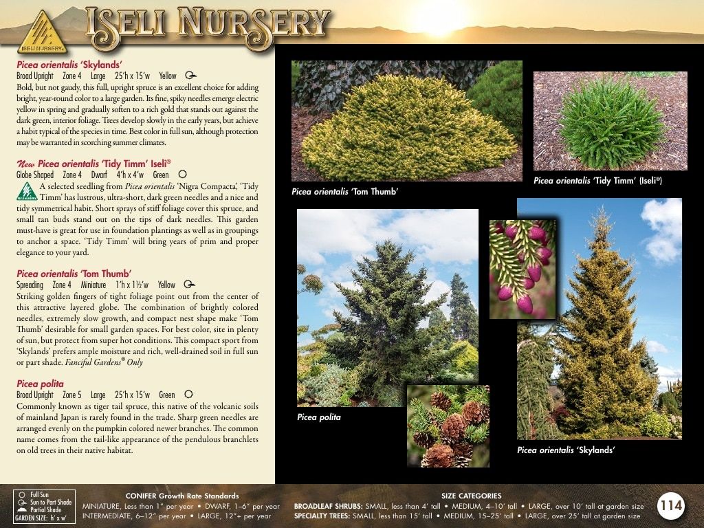 Iseli Nursery Wholesale Nursery Catalog Weekly Ad January 1, 2026 - December 31, 2027