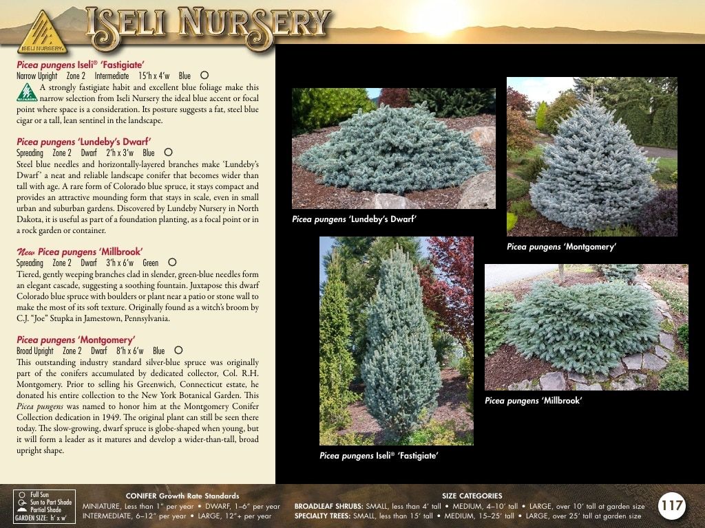 Iseli Nursery Wholesale Nursery Catalog Weekly Ad January 1, 2026 - December 31, 2027
