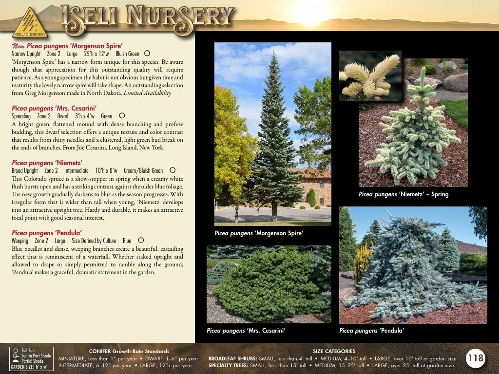 Iseli Nursery Wholesale Nursery Catalog Weekly Ad January 1, 2026 - December 31, 2027