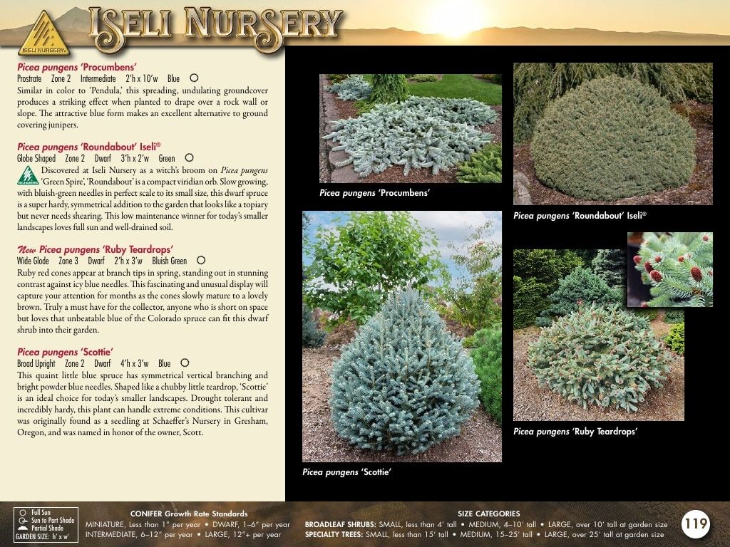 Iseli Nursery Wholesale Nursery Catalog Weekly Ad January 1, 2026 - December 31, 2027