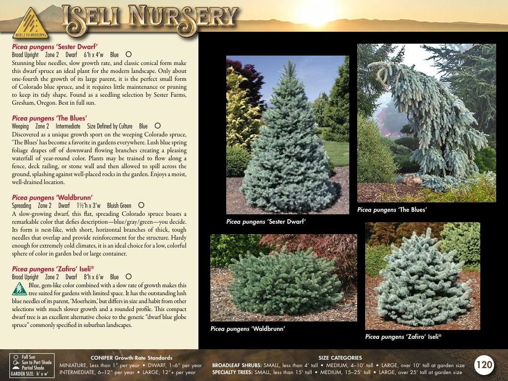 Iseli Nursery Wholesale Nursery Catalog Weekly Ad January 1, 2026 - December 31, 2027