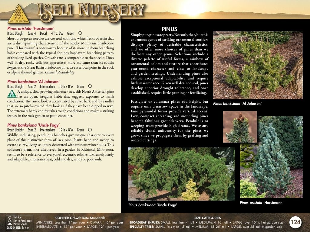 Iseli Nursery Wholesale Nursery Catalog Weekly Ad January 1, 2026 - December 31, 2027