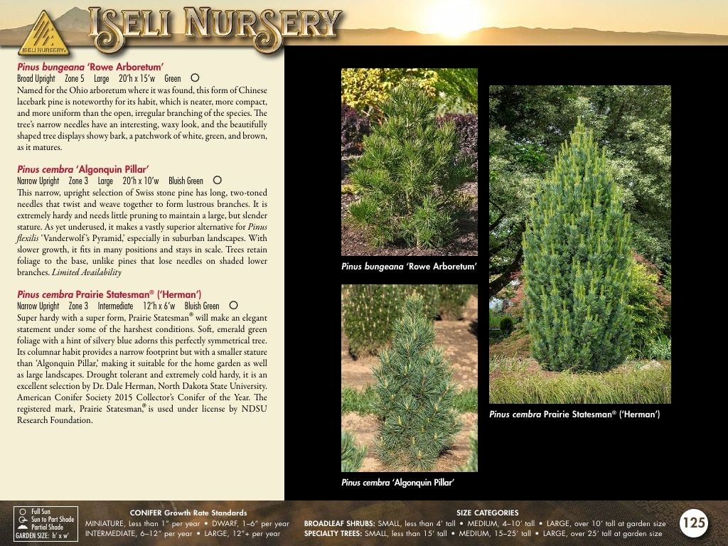 Iseli Nursery Wholesale Nursery Catalog Weekly Ad January 1, 2026 - December 31, 2027