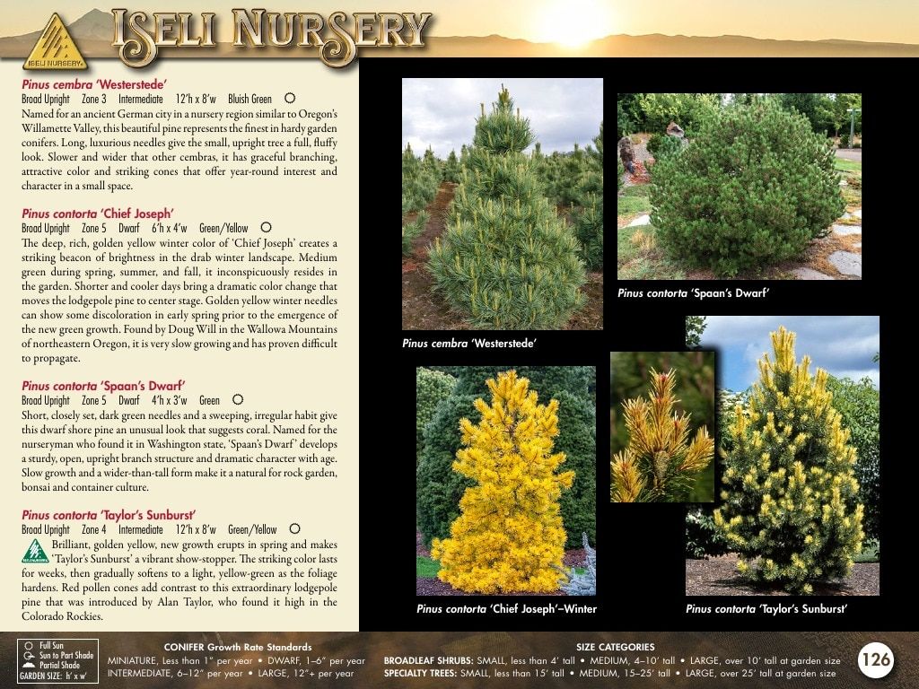 Iseli Nursery Wholesale Nursery Catalog Weekly Ad January 1, 2026 - December 31, 2027