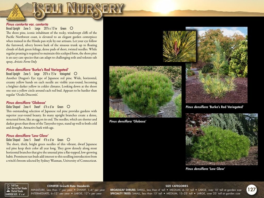 Iseli Nursery Wholesale Nursery Catalog Weekly Ad January 1, 2026 - December 31, 2027