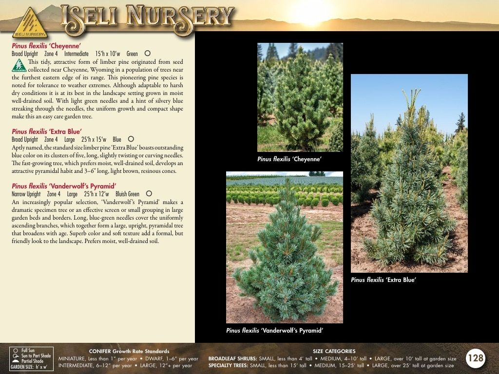 Iseli Nursery Wholesale Nursery Catalog Weekly Ad January 1, 2026 - December 31, 2027
